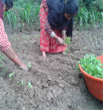 Thai Basil Cultivation